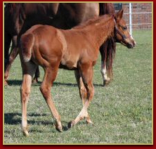 Mr Elusive x Innocent Touch Filly 4436.jpg